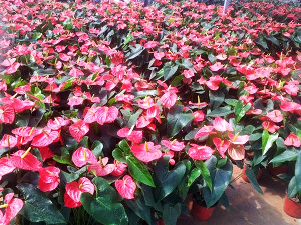 濟(jì)寧比較大的花卉批發(fā)市場(chǎng)在哪里？?jī)贾菖d隆花卉大世界